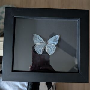 Framed Butterfly - Appias Celestina (Blue Albatross)
